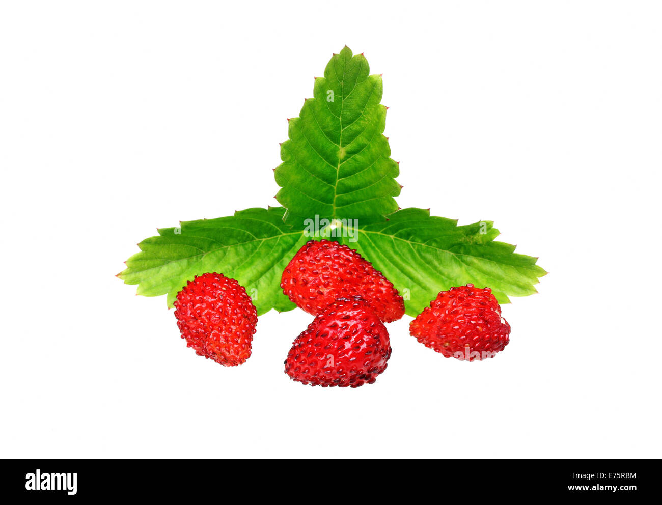 Wild strawberry macro isolated on white Stock Photo - Alamy
