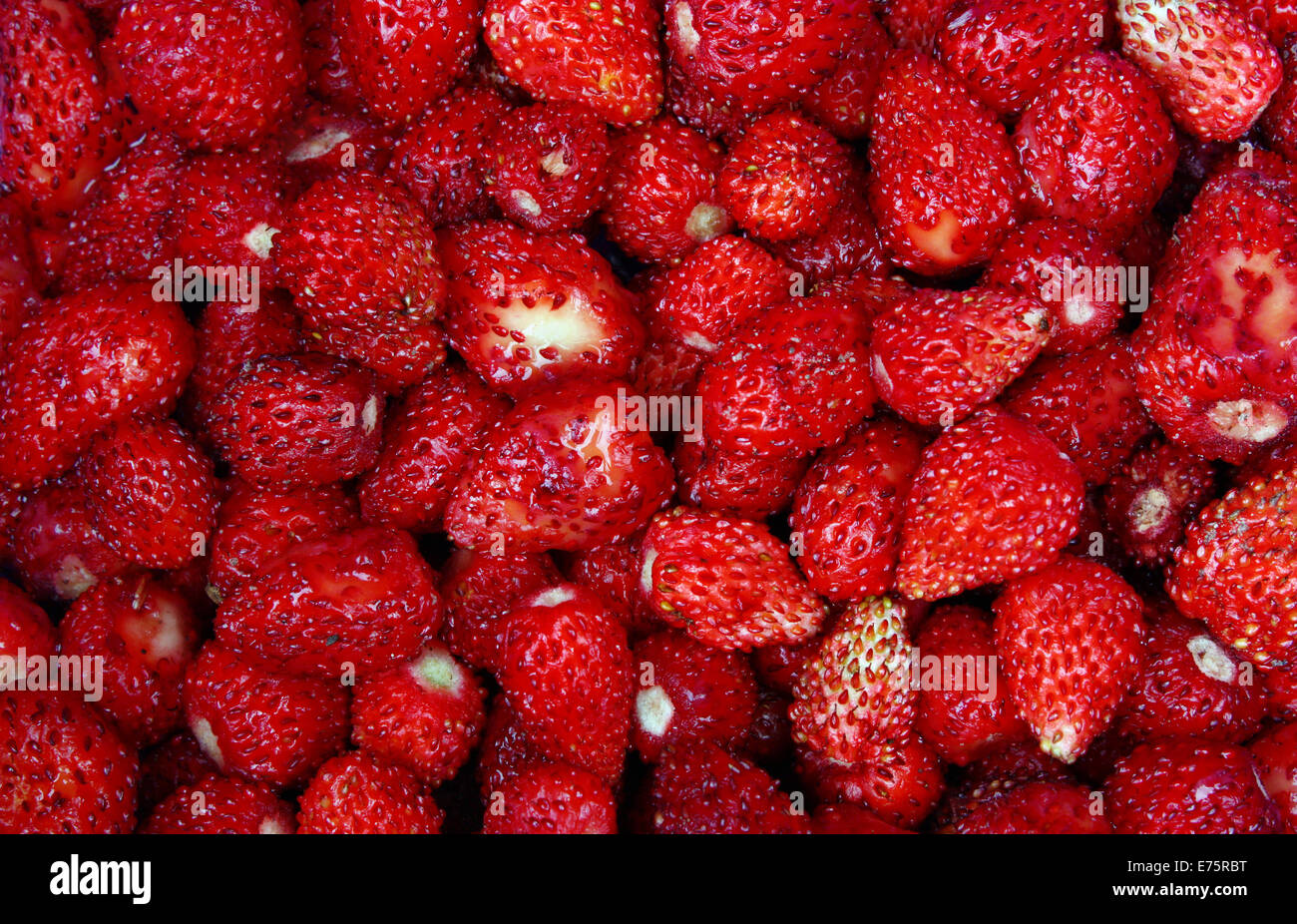 A lot of red juicy wild strawberry background Stock Photo - Alamy