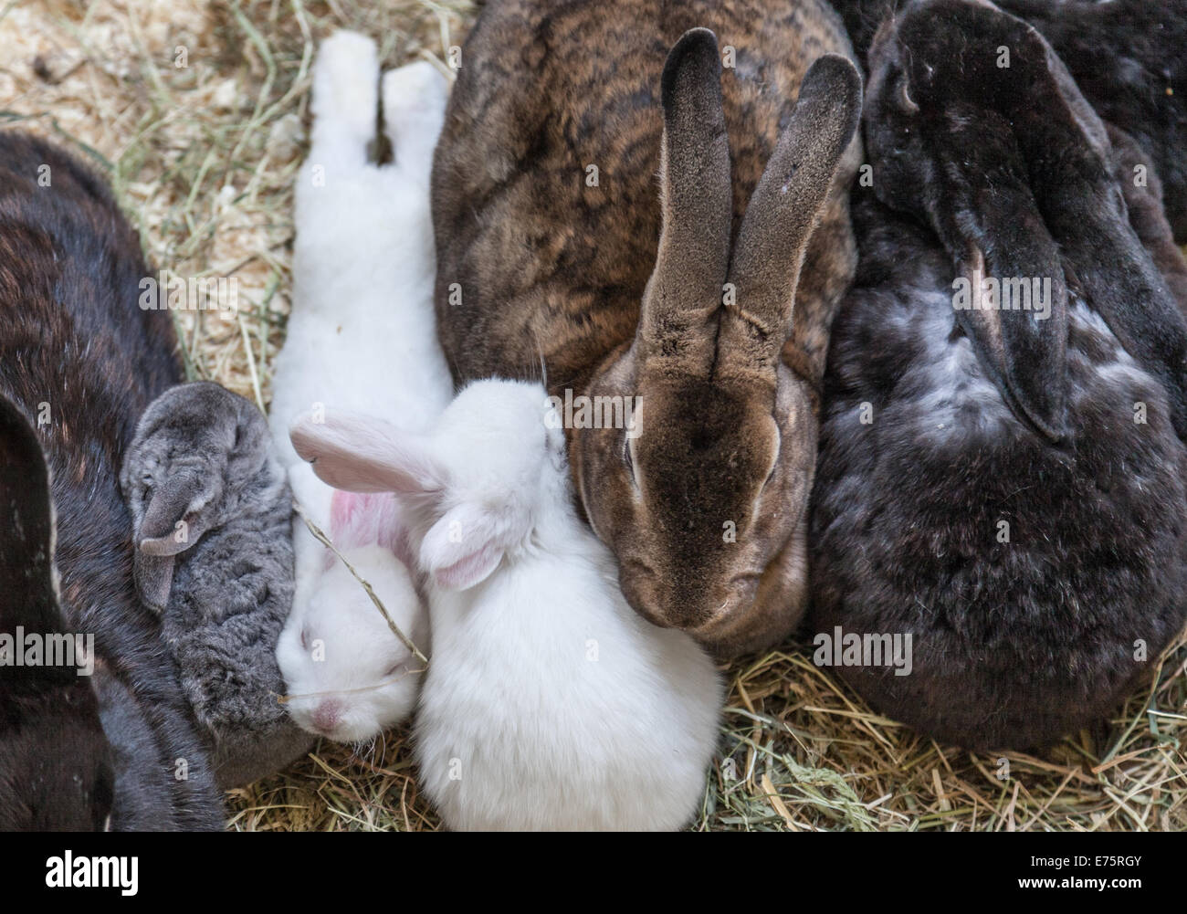 bunny rabbits snuggling together Stock Photo Alamy