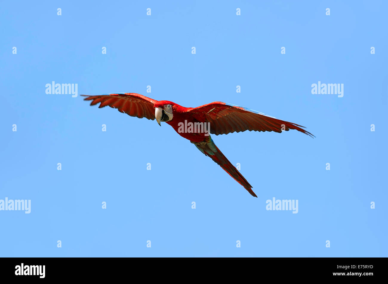 Red-and-green Macaw (Ara chloropterus, Ara chloroptera), in flight, native to South America, captive, Germany Stock Photo