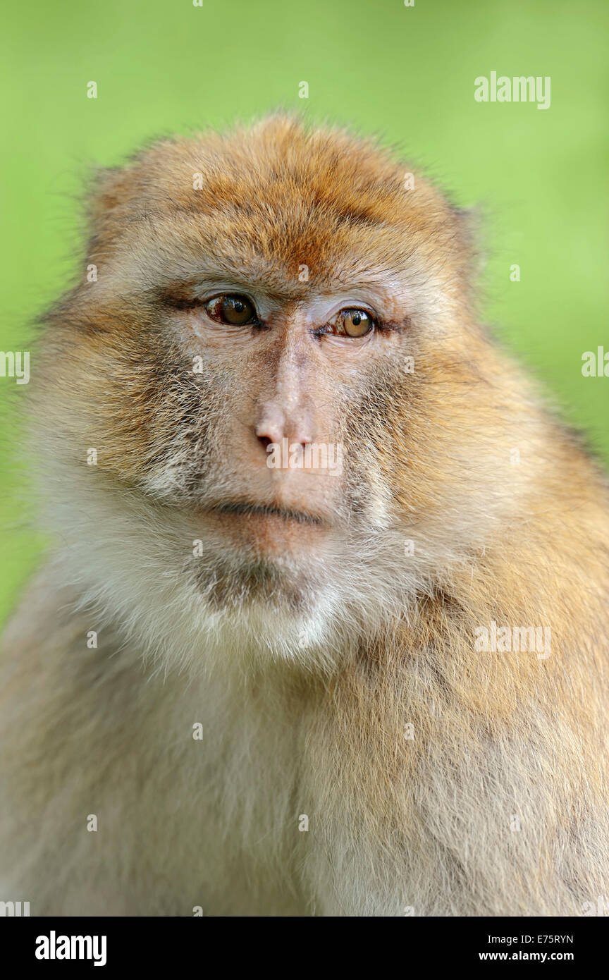 Barbary Macaque (Macaca sylvanus), portrait, native to Morocco, Algeria and Gibraltar, captive, Germany Stock Photo