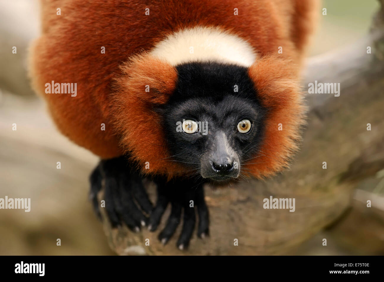 Red Ruffed Lemur (Varecia variegata rubra, Varecia variegata ruber ...