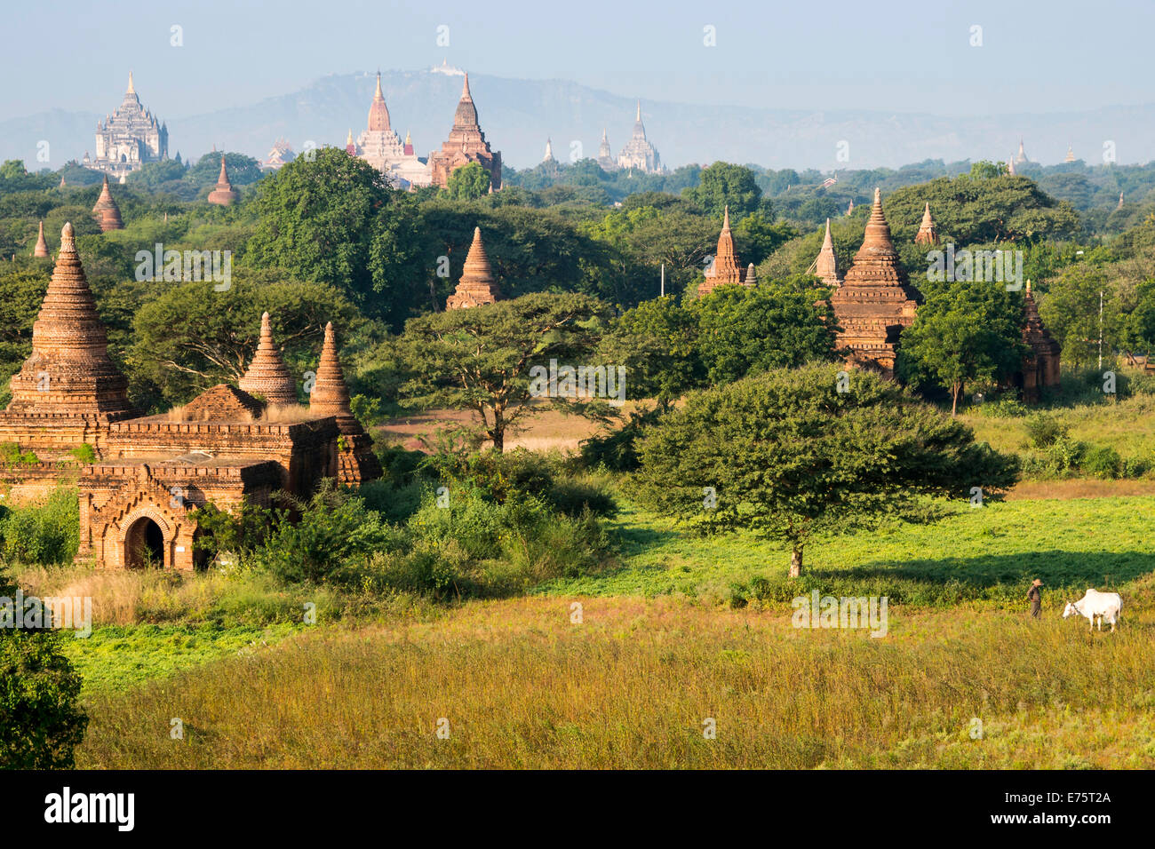 Ananda Temple, gilded tower structure or Shikhara, Thatbyinnyu Temple, stupas and pagodas in the temple complex of the Plateau Stock Photo
