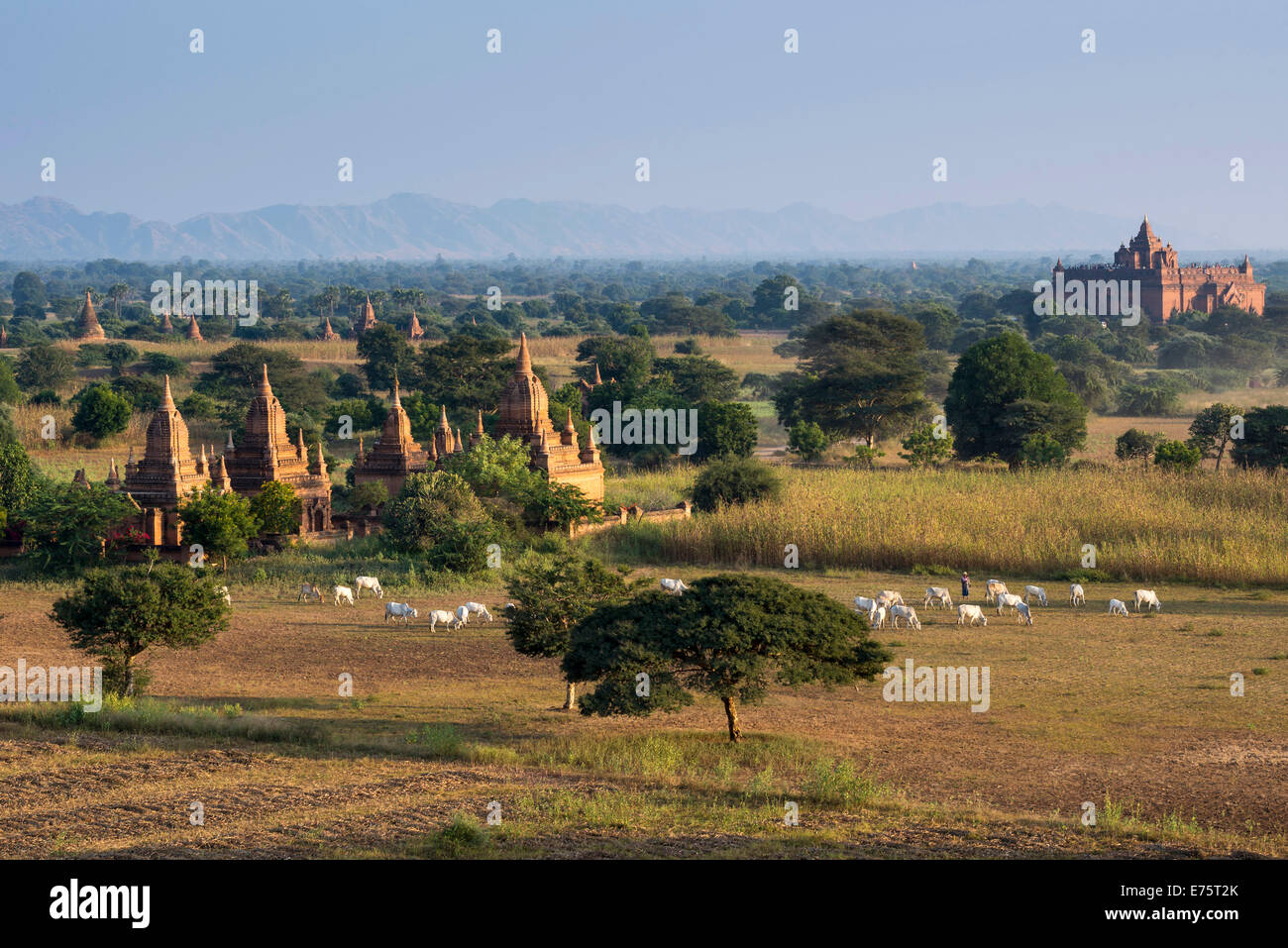 Plateau of Bagan, Pyathadar or Pyathatgyi Temple, Mandalay Division, Burma Stock Photo