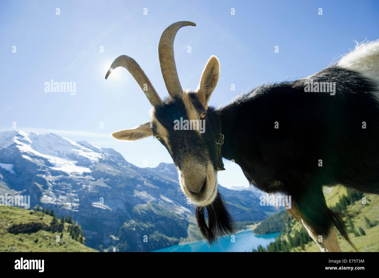 Goat, Oeschinensee Lake, Kandersteg, Bernese Oberland, Canton Bern, Switzerland Stock Photo