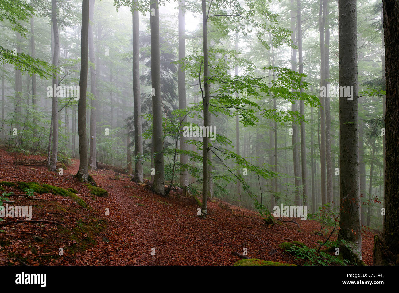 Misty forest, Bavarian Forest National Park, near Waldhäuser, Lower Bavaria, Bavaria, Germany Stock Photo