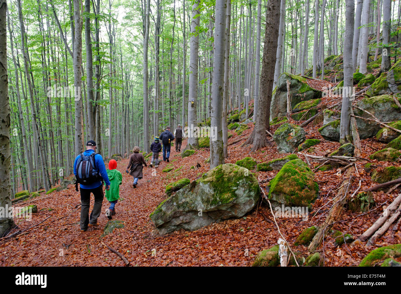 Hikers, Knottenhänge hills, Bavarian Forest National Park, near Waldhäuser, Lower Bavaria, Bavaria, Germany Stock Photo