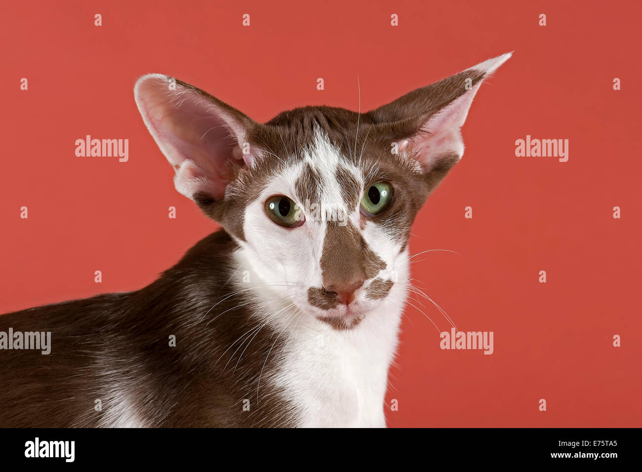 A pedigree Oriental Shorthair cat with chocolate silver shaded coat pattern  Stock Photo - Alamy