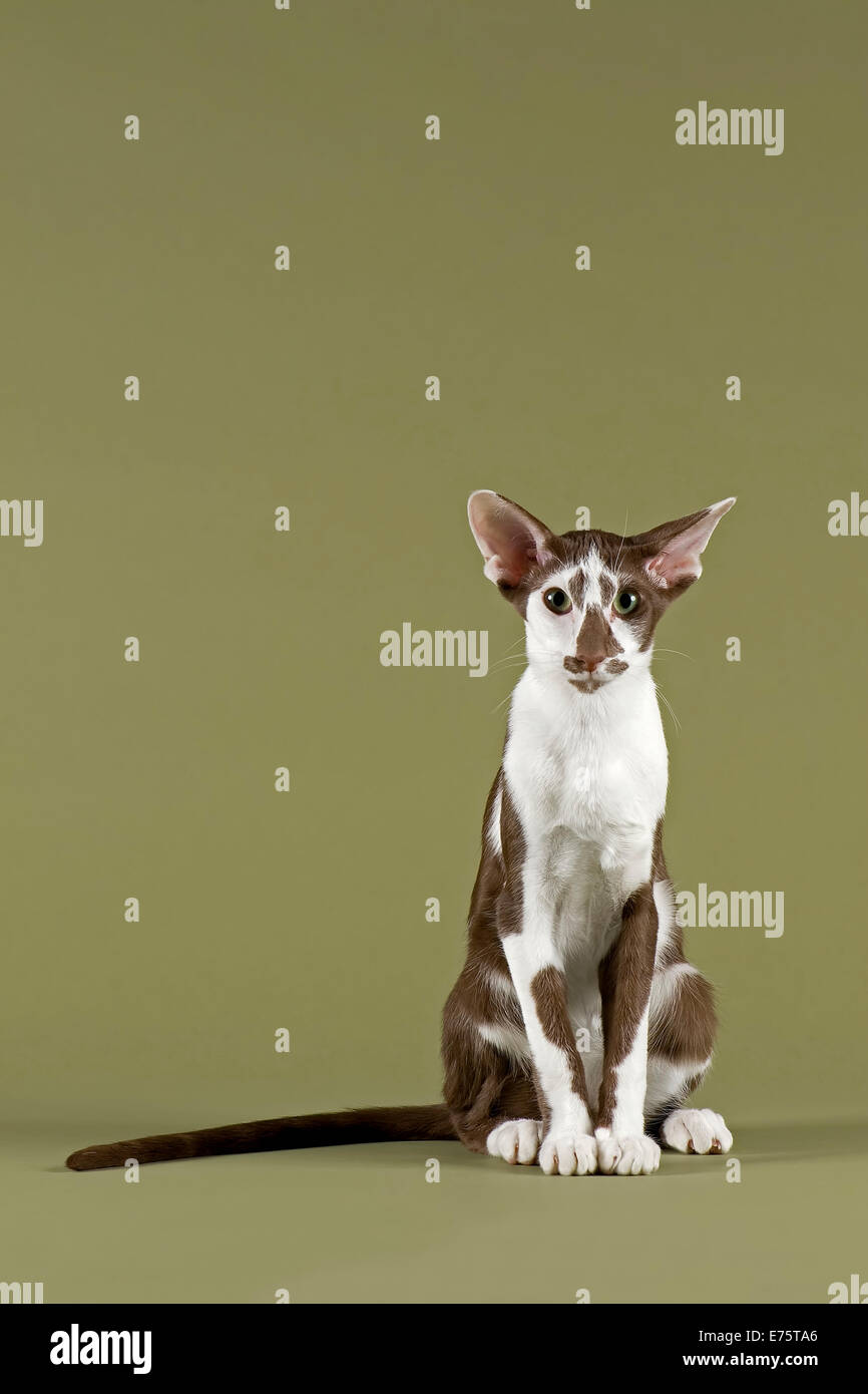 A pedigree Oriental Shorthair cat with chocolate silver shaded coat pattern  Stock Photo - Alamy