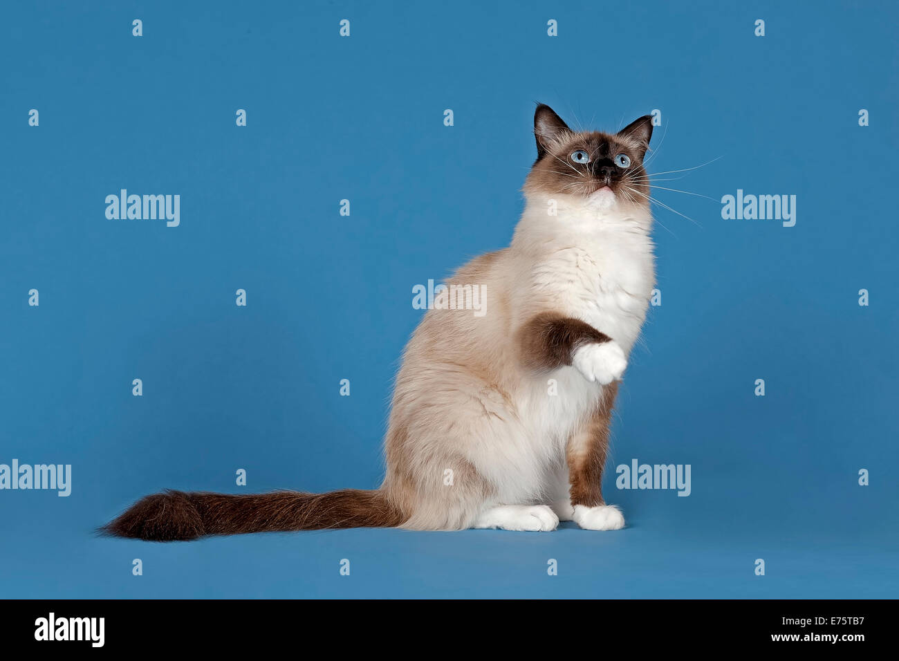 Ragdoll, cat breed, cat, 4 years, colour seal mitted Stock Photo Alamy