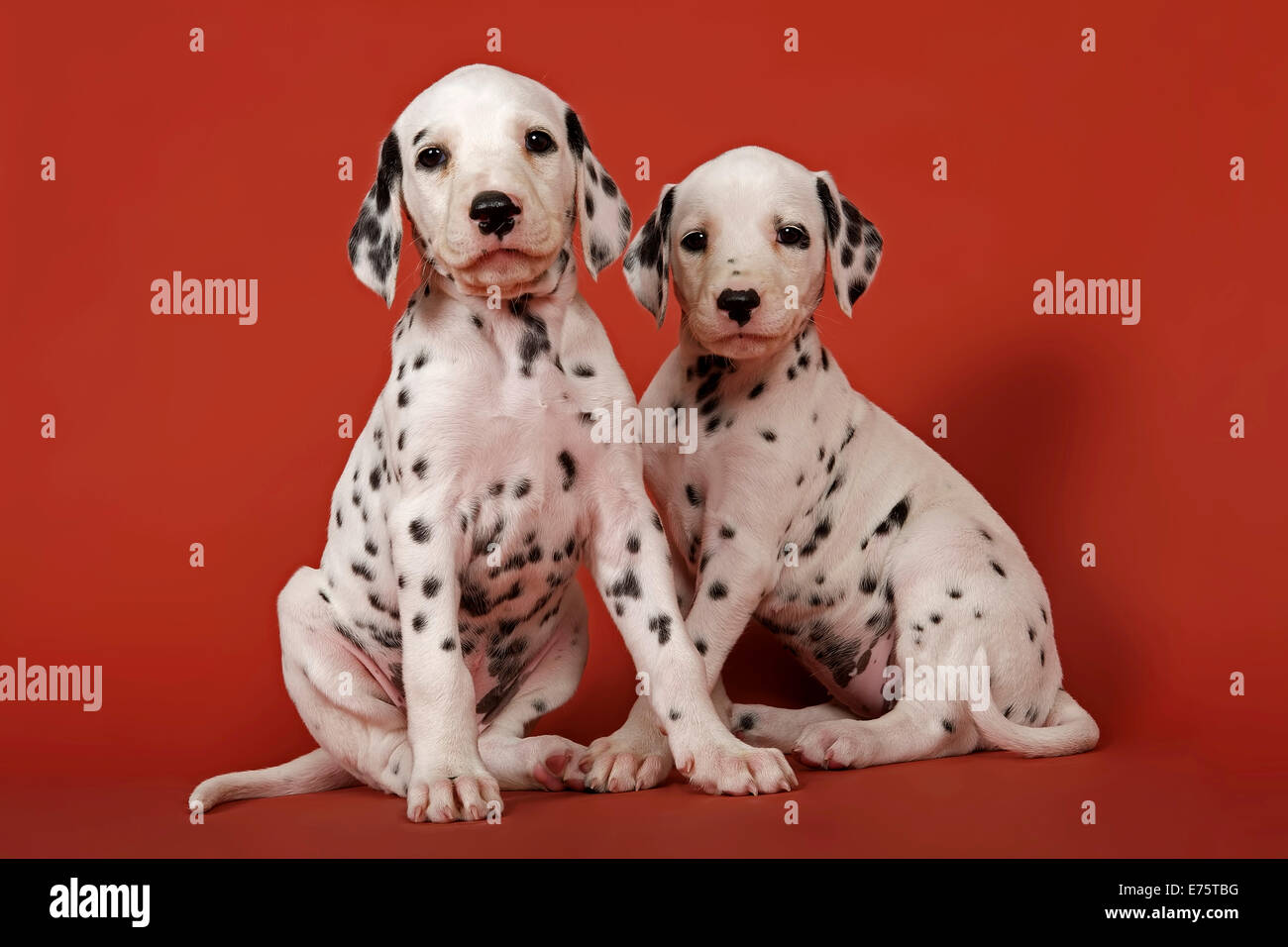 Two Dalmatian puppies, 6 weeks Stock Photo