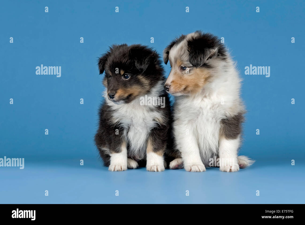 Shetland Sheepdog puppies, 6 weeks, tricolor and blue merle Stock Photo -  Alamy