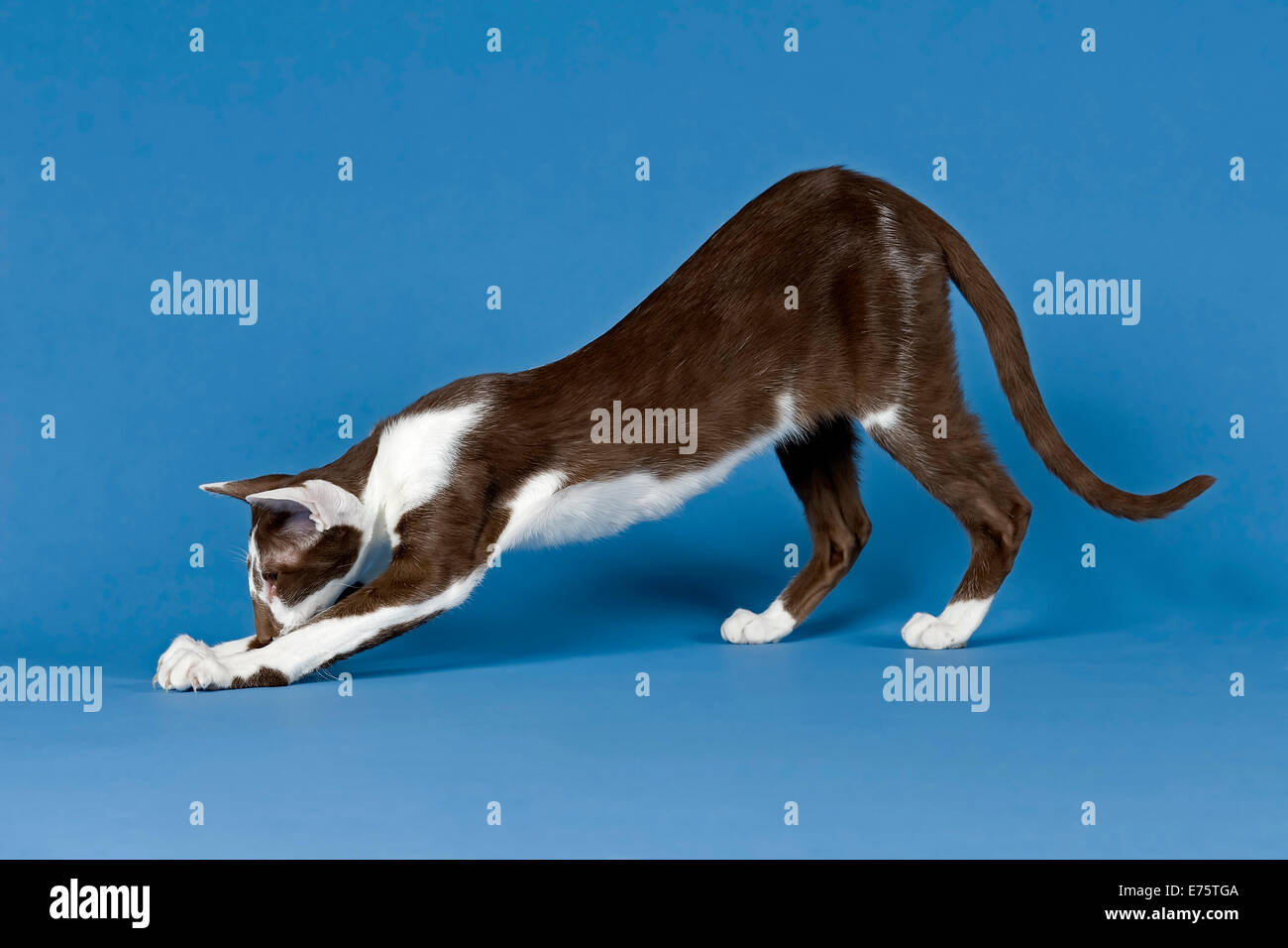 A pedigree Oriental Shorthair cat with chocolate silver shaded coat pattern  Stock Photo - Alamy