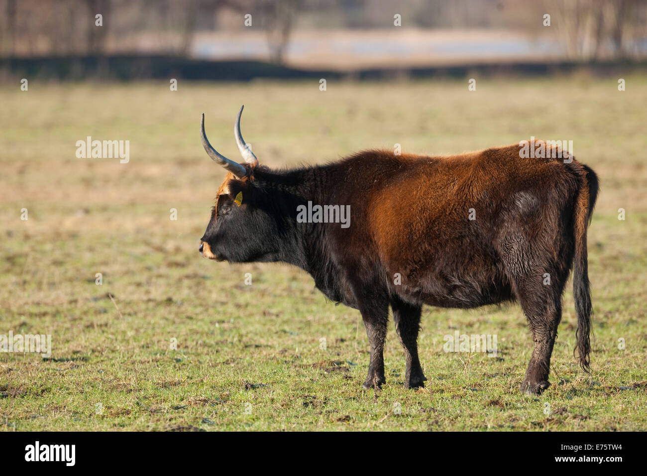 Heck cattle, breed back of extinct aurochs (Bos primigenius), herd, Volkswagen grazing project at NSG Ilkerbruch near Wolfsburg Stock Photo