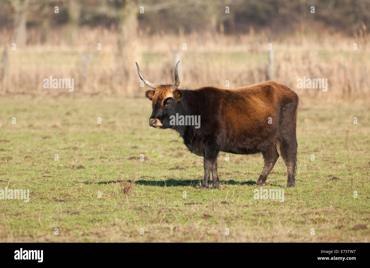 Heck cattle, breed back of extinct aurochs (Bos primigenius), herd, Volkswagen grazing project at NSG Ilkerbruch near Wolfsburg Stock Photo