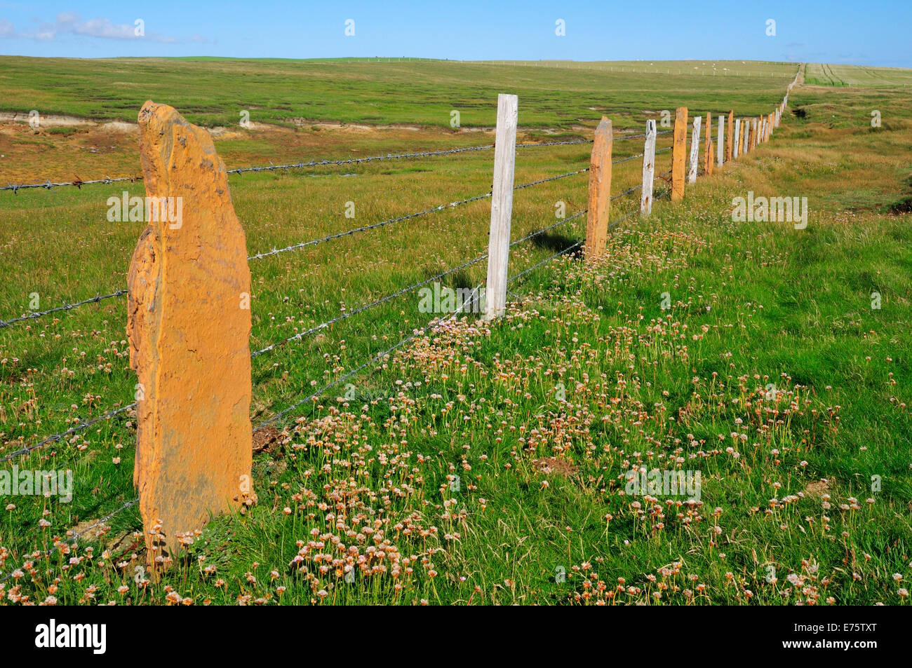 Typical fence with stone slabs, Yesnaby, Mainland, Orkney, Scotland, United Kingdom Stock Photo