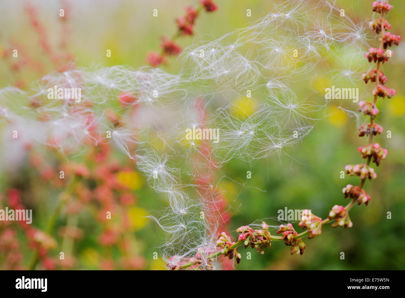 Broad leaved Dock, Rumex obtusifolius seedheads with spiders webs and trapped Willowherb seeds, Wales, UK Stock Photo