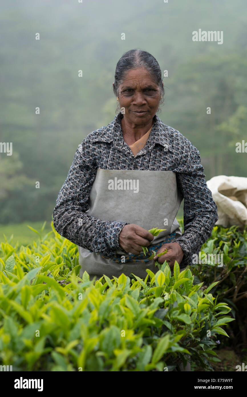 Tea picker at work, Coonoor, Nilgiri mountains, Tamil Nadu, India Stock Photo