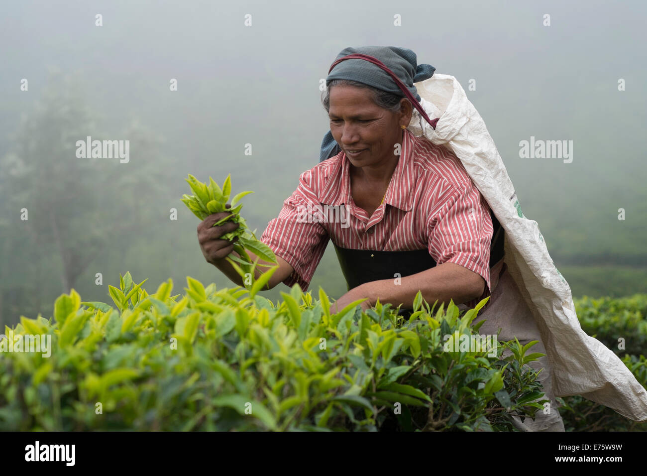 Tea picker at work, Coonoor, Nilgiri mountains, Tamil Nadu, India Stock Photo