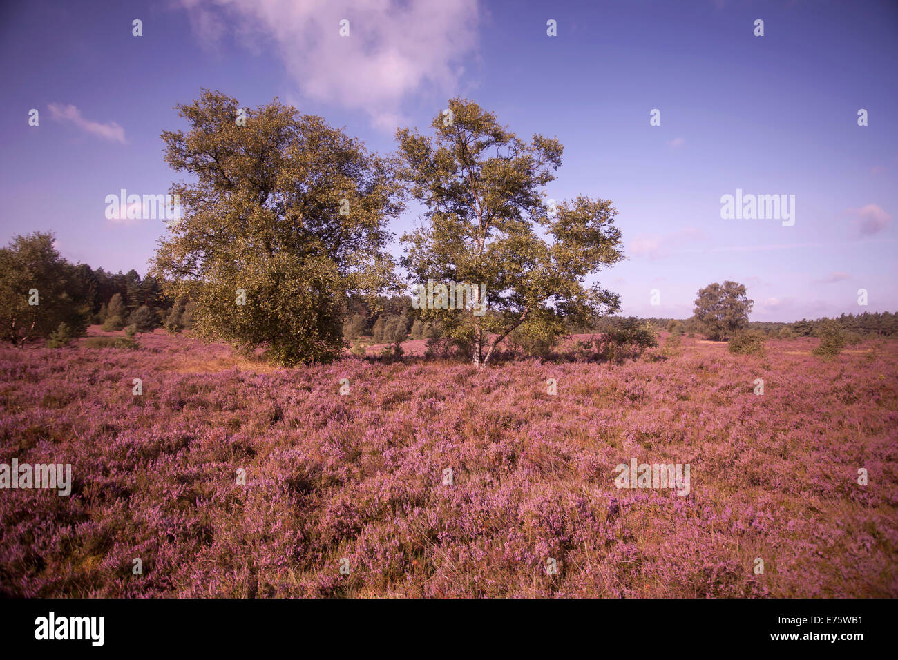 Landscape with flowering Heather (Calluna vulgaris), heath blooming season, Lüneburg Heath Nature Park, near Schneverdingen Stock Photo