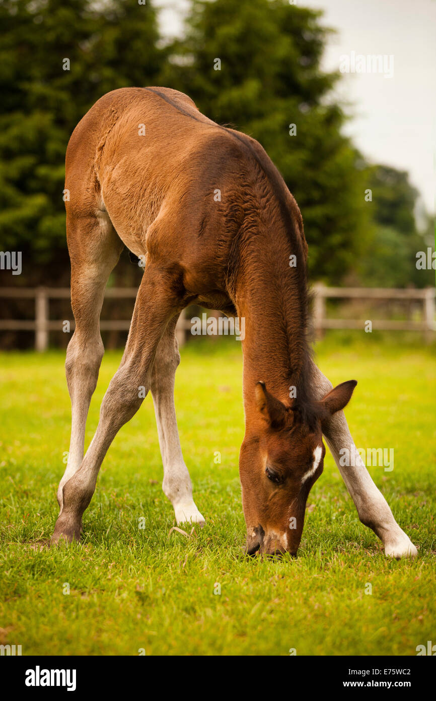 Brown foal, 3 weeks, Westphalian, trying to graze, Münsterland, North Rhine-Westphalia, Germany Stock Photo