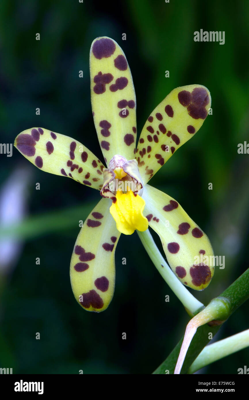 West African Ansellia or Leopard Orchid (Ansellia africana), flowering, native to West Africa Stock Photo