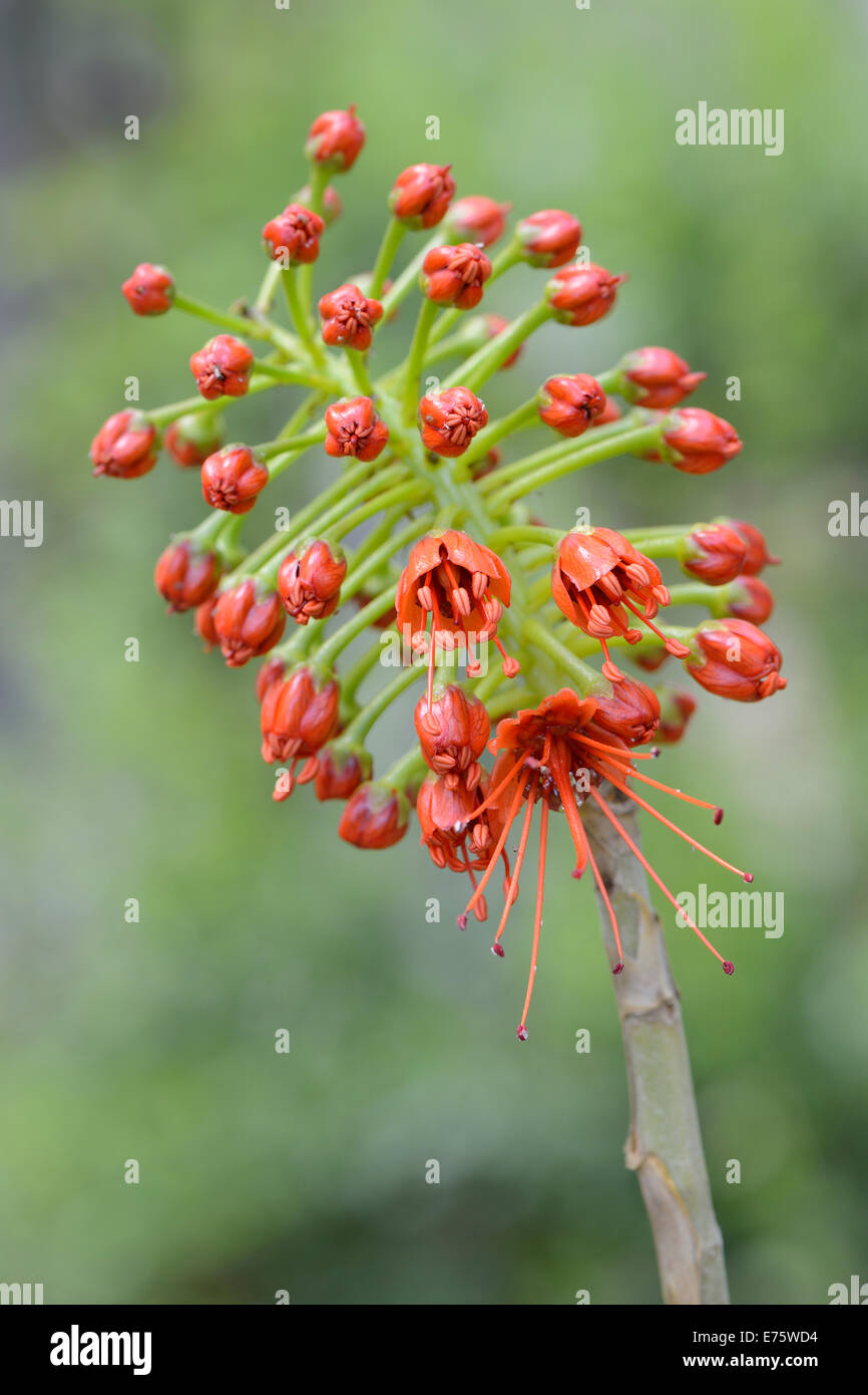 Bottlebrush africa hires stock photography and images Alamy