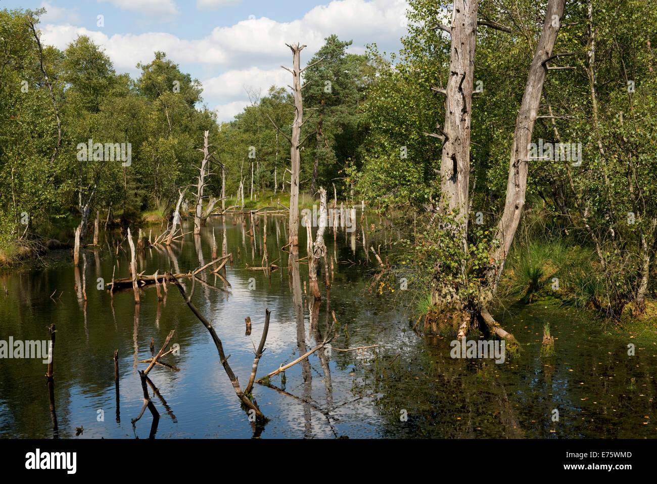 Pietzmoor, Lüneburg Heath Nature Reserve, Schneverdingen, Lower Saxony, Germany Stock Photo