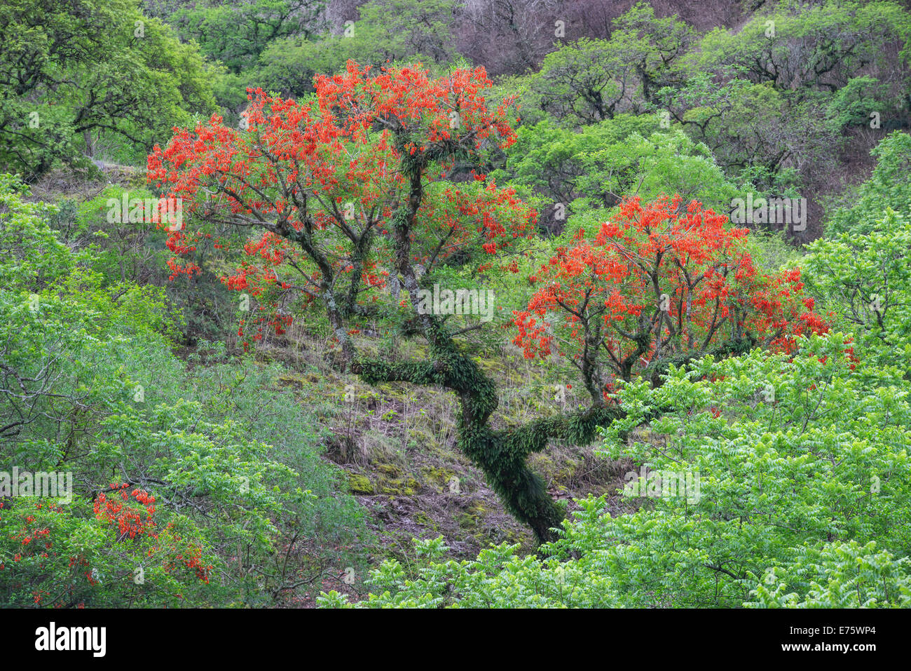 Blooming Cockspur Coral Tree (Erythrina crista-galli), Salta, Argentina Stock Photo