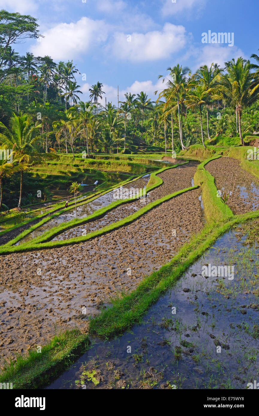 Rice terraces at the Pura Gunung Kawi temple, Bali, Indonesia Stock Photo