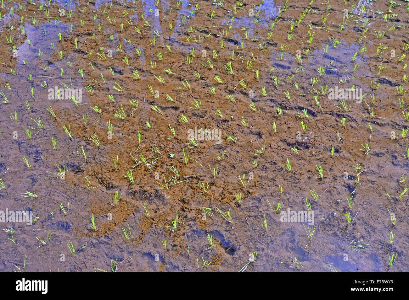 Paddy field, freshly planted rice plants, Bali, Indonesia Stock Photo