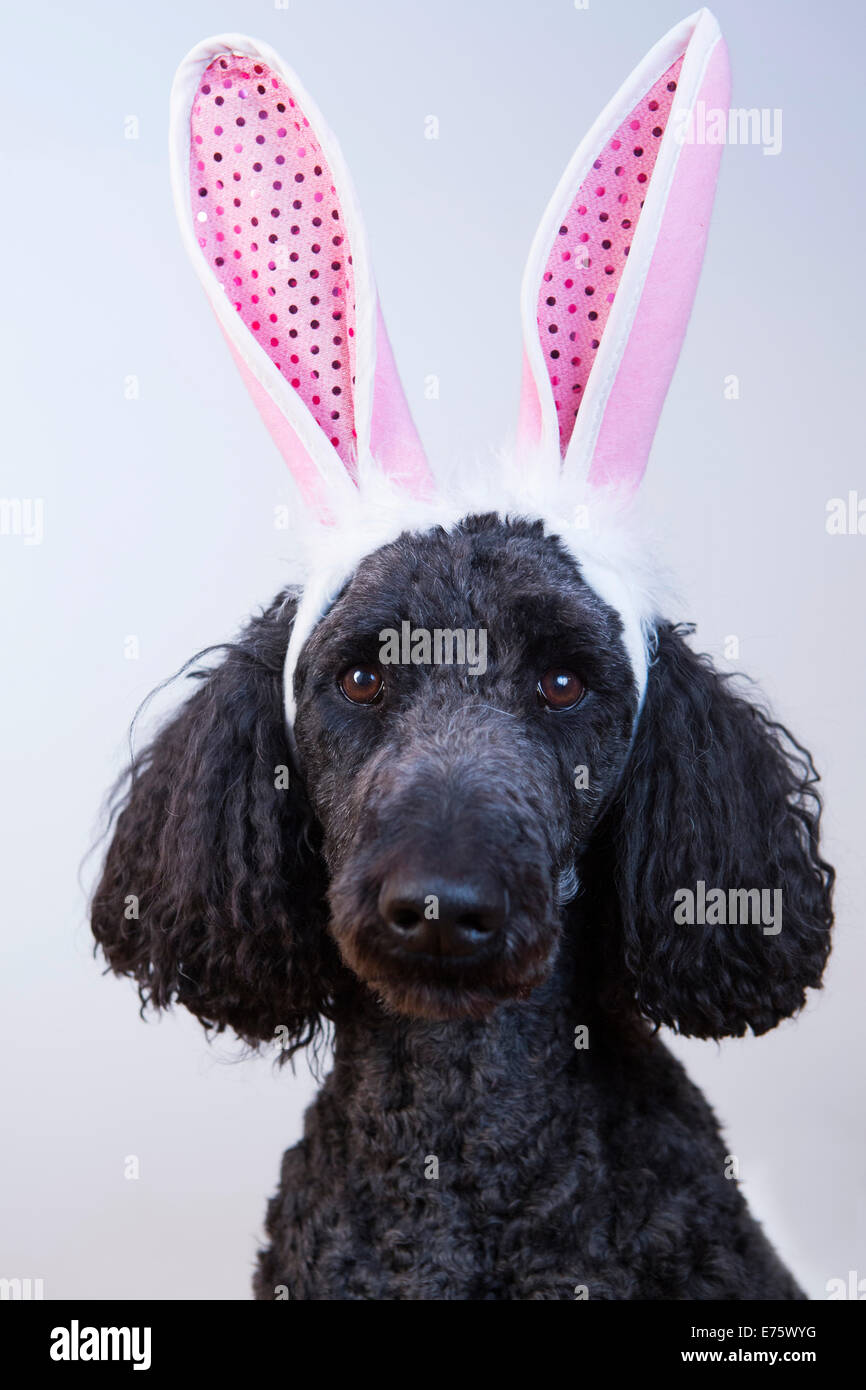 King Poodle dressed as an Easter bunny with pink bunny ears Stock Photo