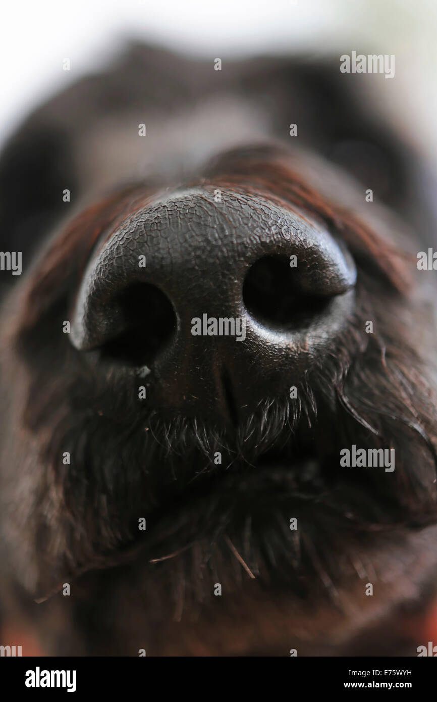 Dog's nose, King Poodle Stock Photo