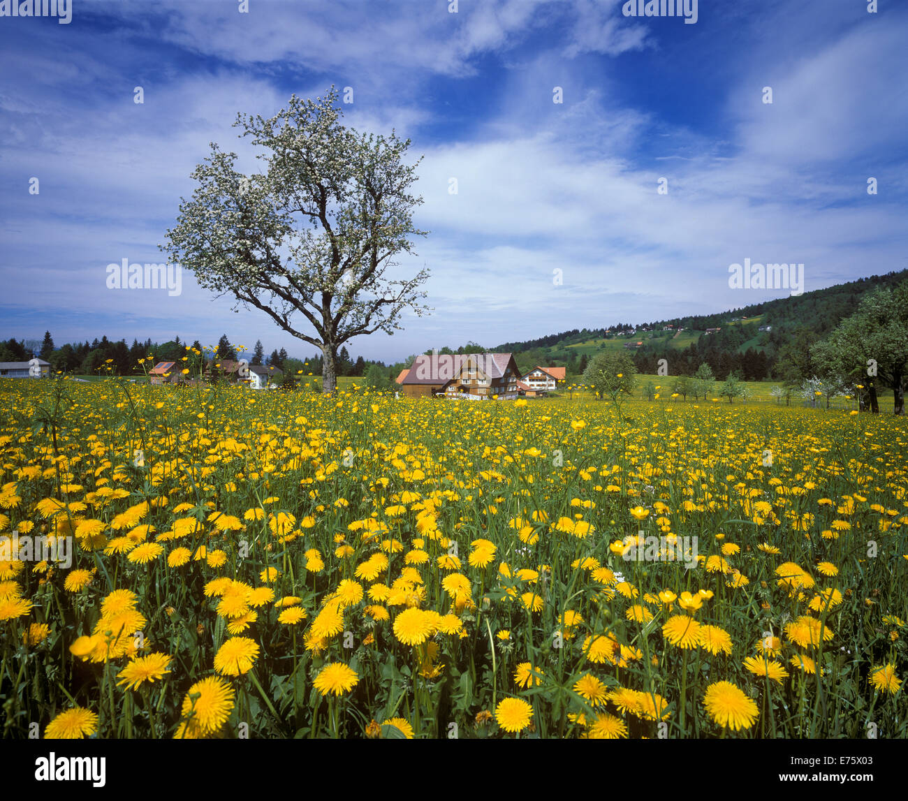 Meadow of Dandelions, Winsau near Dornbirn, Bregenz Forest, Vorarlberg, Austria Stock Photo