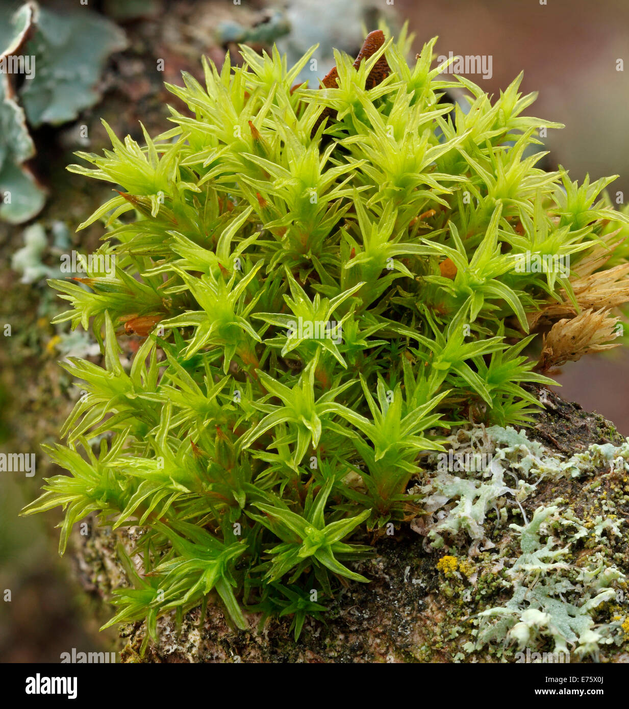 Common hair cap moss hi-res stock photography and images - Alamy