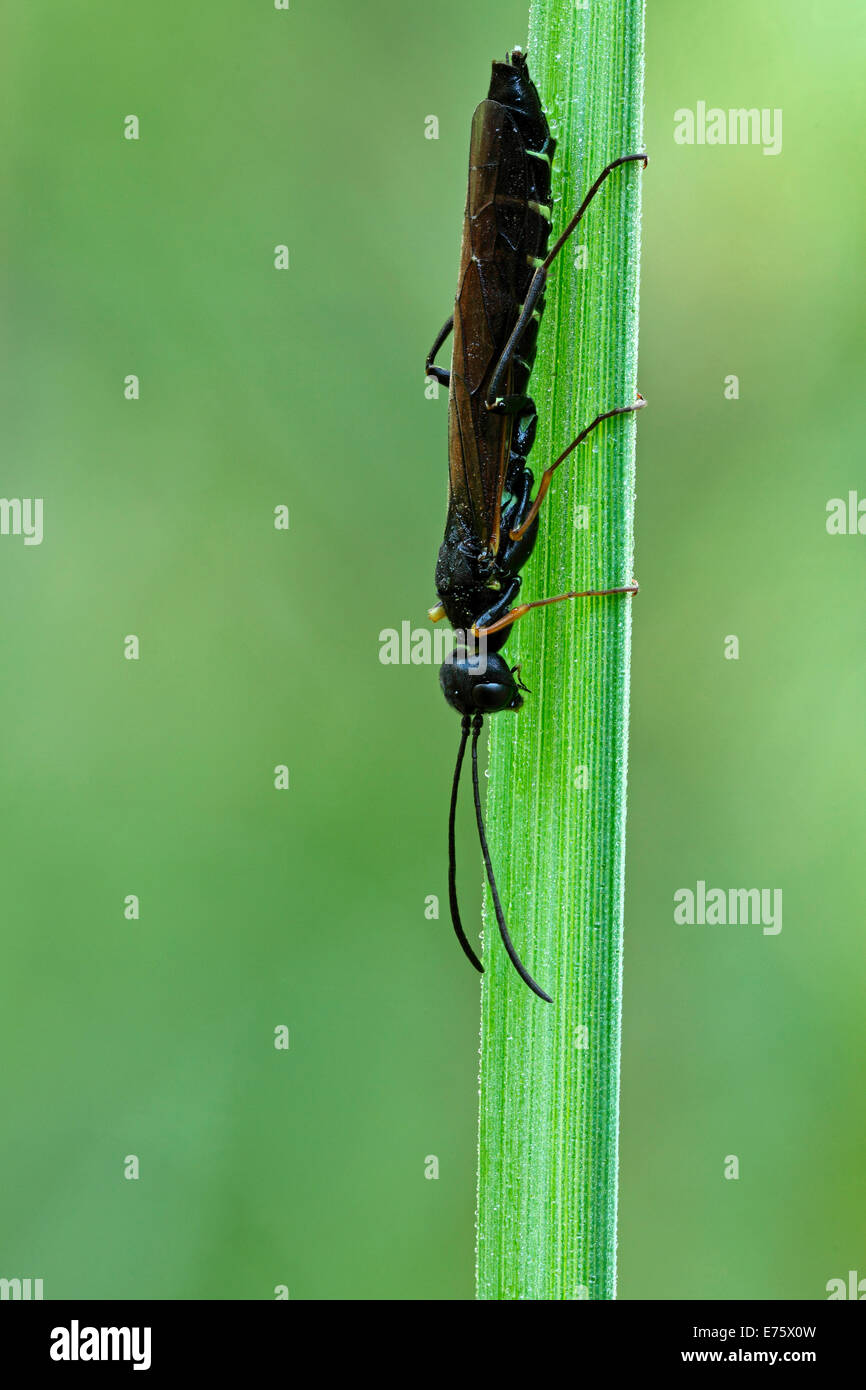 Reed Stem Borer (Calameuta filiformis), Hesse, Germany Stock Photo