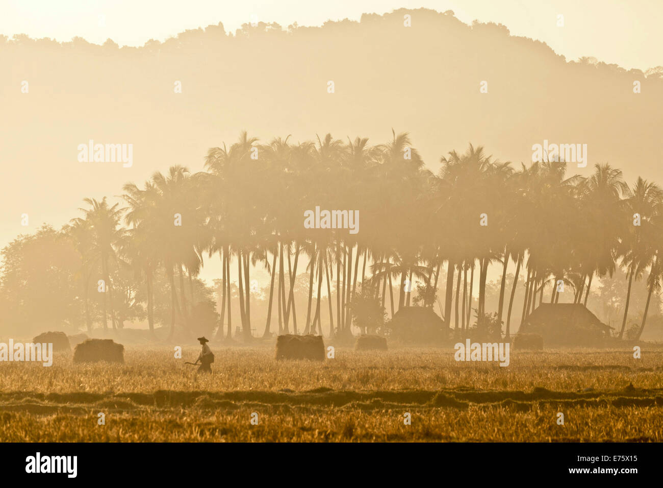 Morning mood in a rice paddy, Ngapali Beach, Thandwe, Myanmar Stock Photo