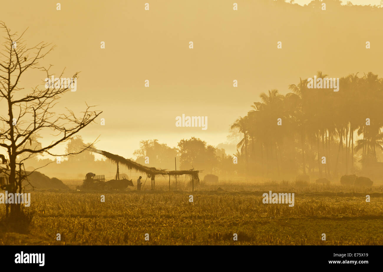 Morning mood in a rice paddy, Ngapali Beach, Thandwe, Myanmar Stock Photo