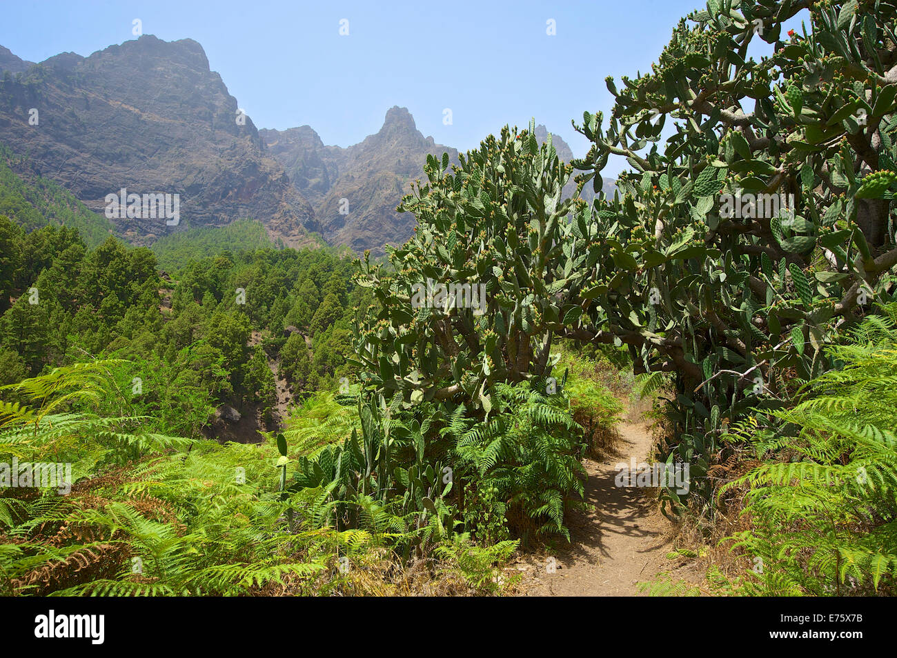 Vegetation in Parque Nacional de la Caldera de Taburiente National Park