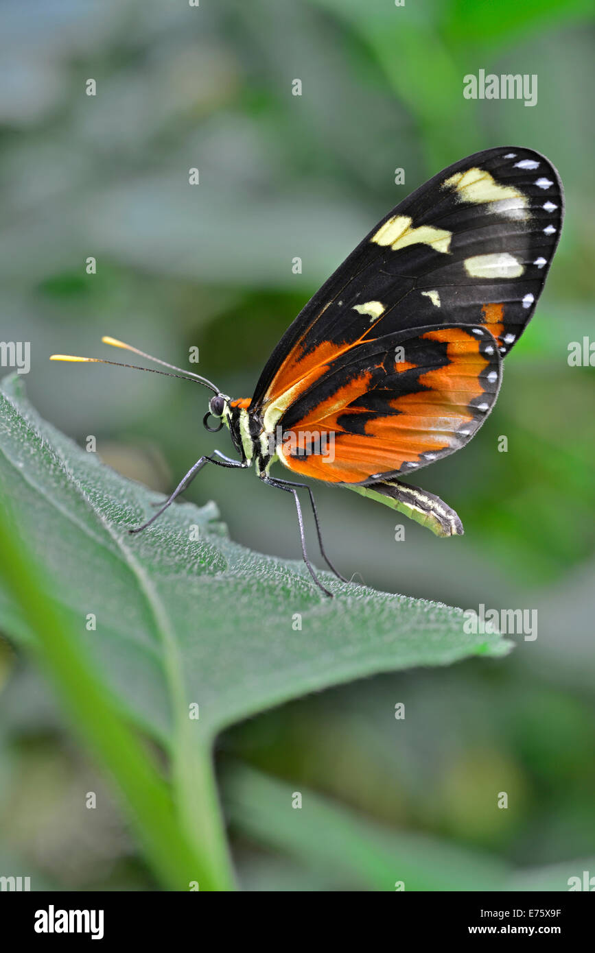 Red Postman (Heliconius erato), native to Brazil, butterfly house