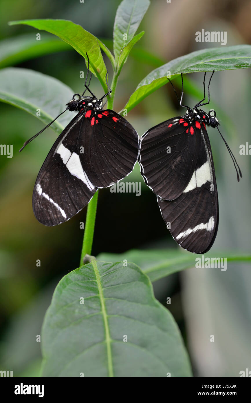 Wallace's Longwing (Heliconius wallacei), native to Ecuador, butterfly house, Forgaria nel Friuli, Udine province, Italy Stock Photo