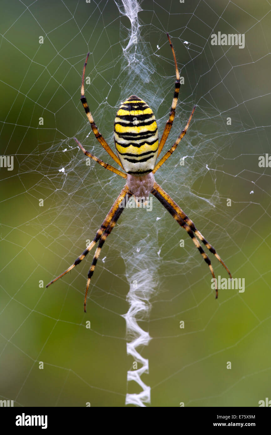 Orb-weaving Spider (Argiope bruennichi), Burgenland, Austria Stock Photo