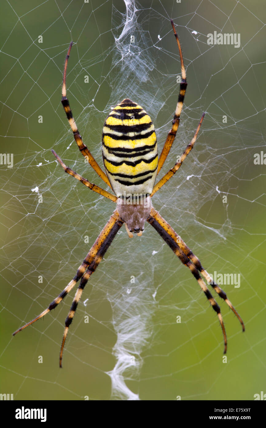 Orb-weaving Spider (Argiope bruennichi), Burgenland, Austria Stock Photo