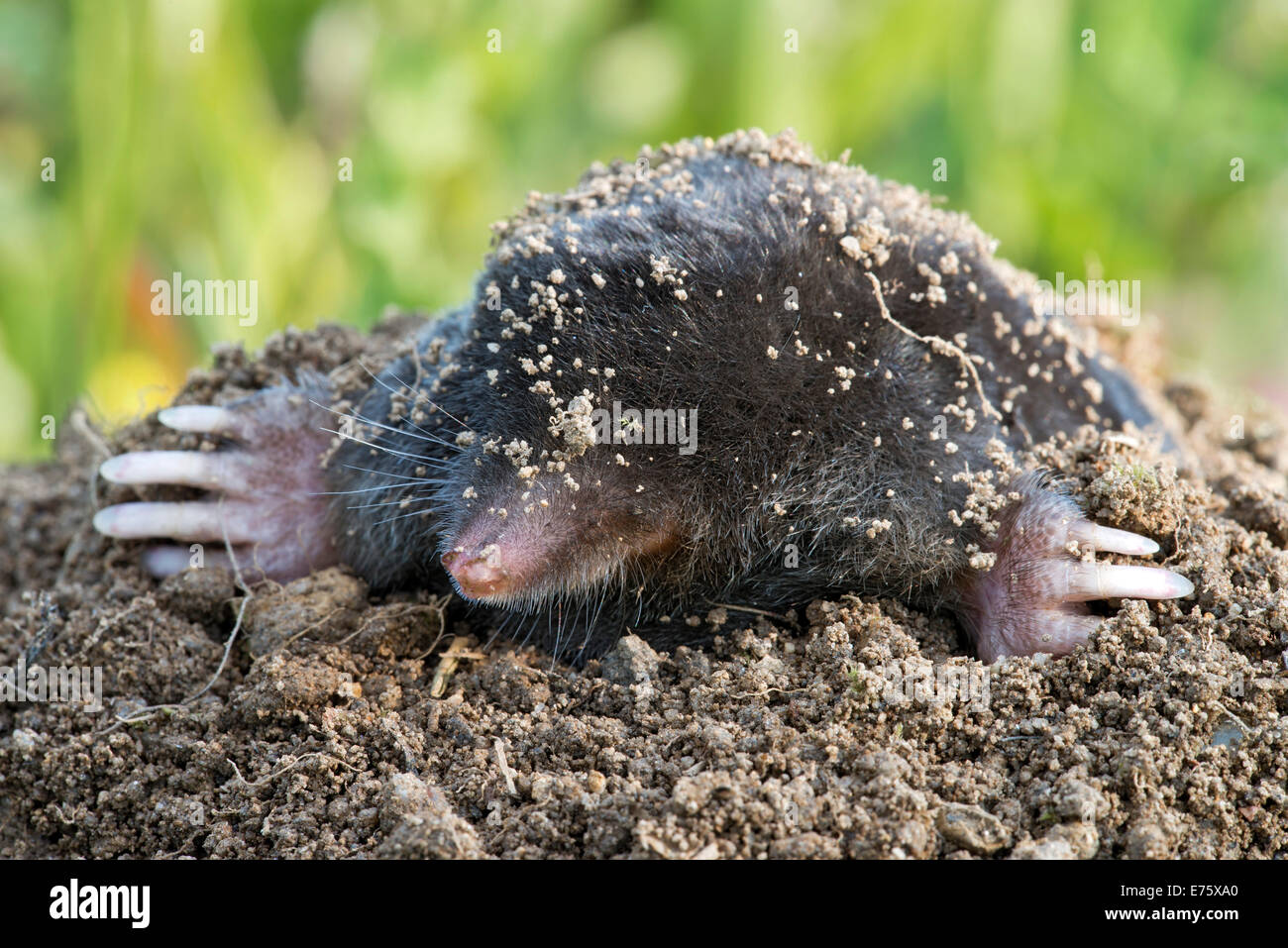 Mole (Talpa europaea), Tyrol, Austria Stock Photo