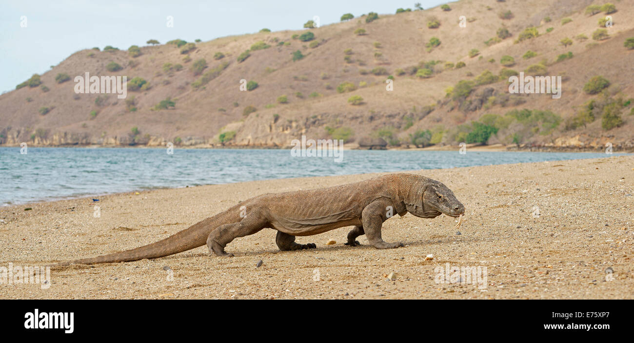 komodo-dragon-varanus-komodoensis-rinca-island-komodo-national-park