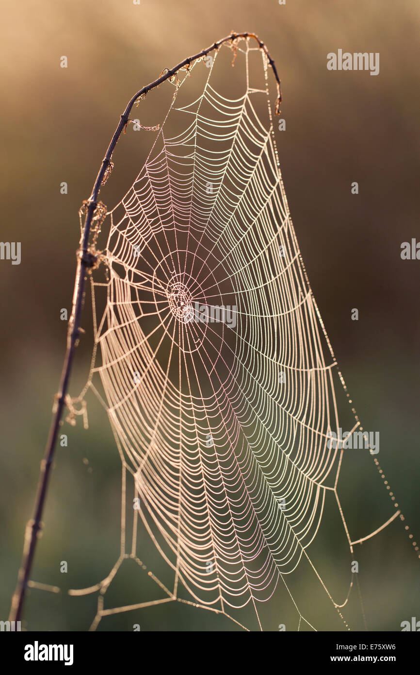 Spinnennetz im Morgentau Spider web in morning dew Stock Photo