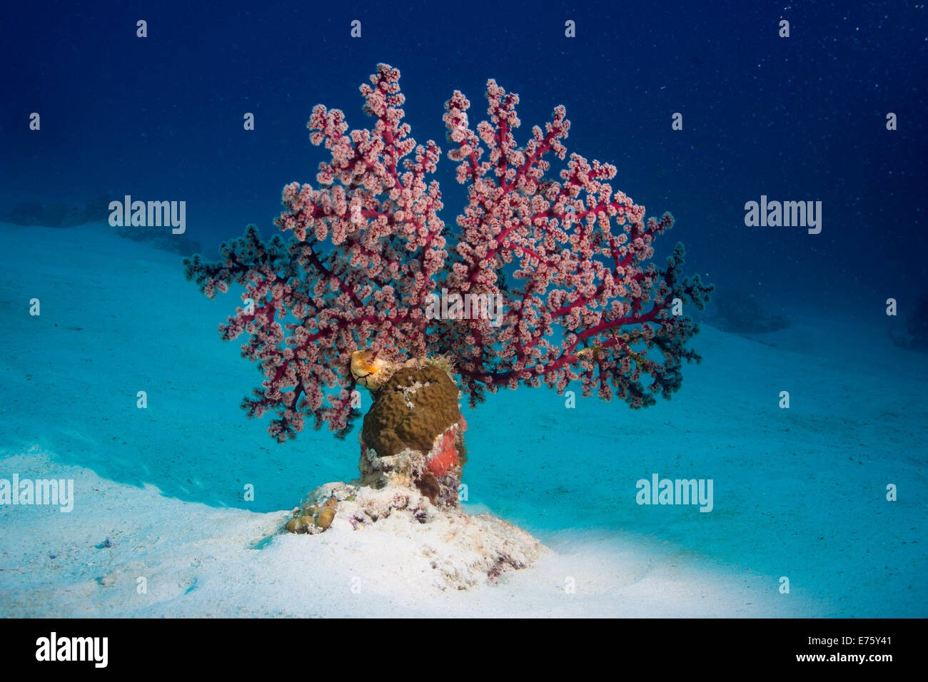 Cherry Blossom Coral or Godeffroy's Soft Coral