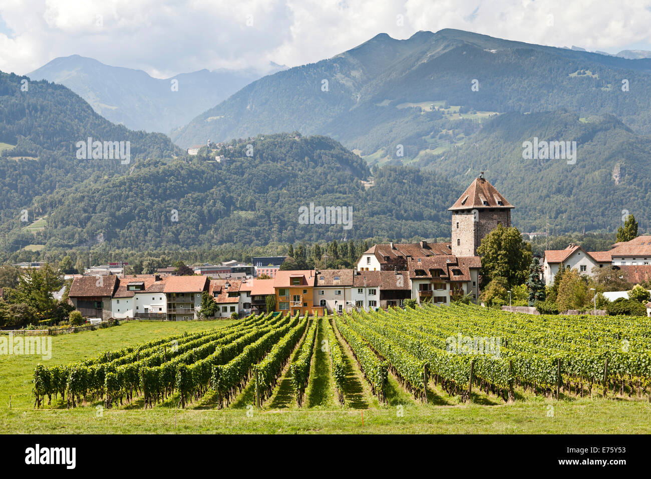 Vineyards, viticulture, Maienfeld, Graubünden, Switzerland Stock Photo