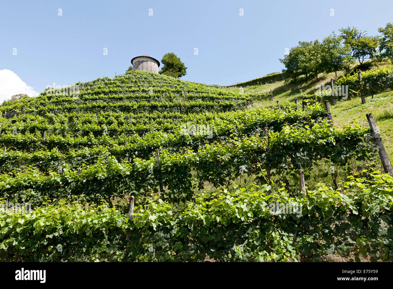 Vineyard with Hungerturm tower, near Montagna, Camorino, Bellinzona, Canton of Ticino, Switzerland Stock Photo