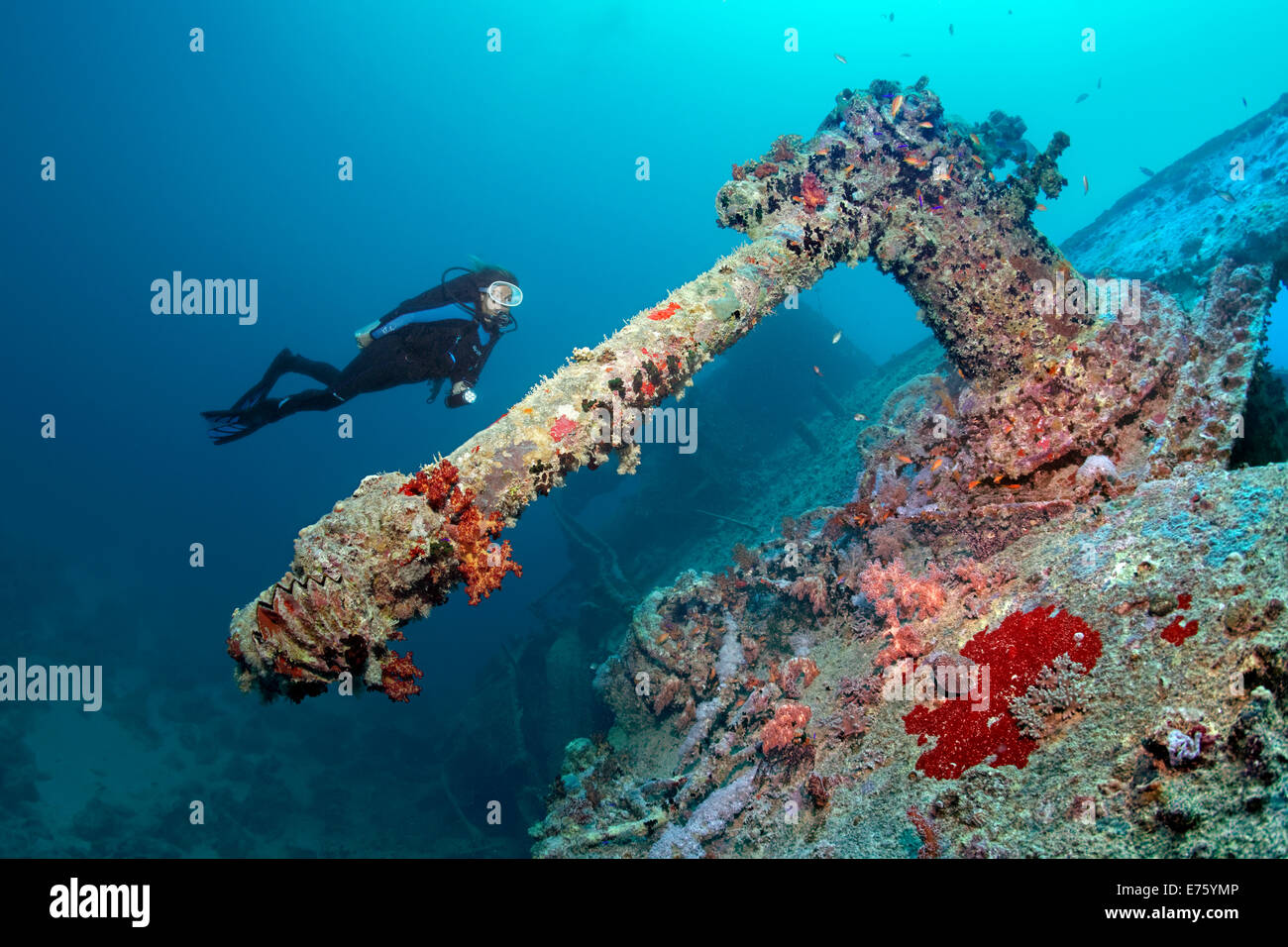 Diver looking at a heavy machine gun, shipwreck of the SS Thistlegorm, Red Sea, Shaab Ali, Sinai Peninsula, Egypt Stock Photo